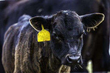 Black Angus calf close up