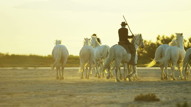 France Camargue animal horses cowboy wetland freedom 