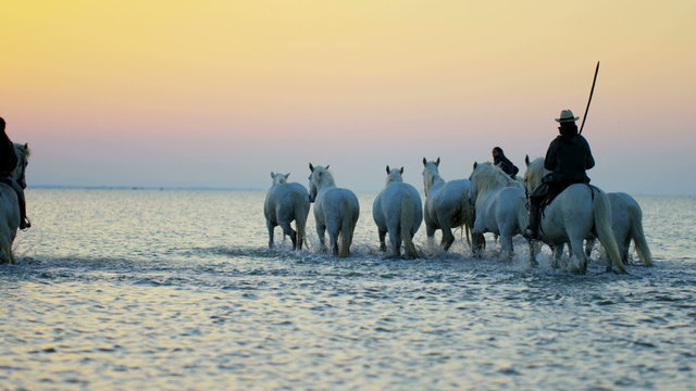 France Camargue horse sunrise Mediterranean cowboy travel