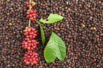 Coffee beans ripening on dried berries coffee beans backgourng