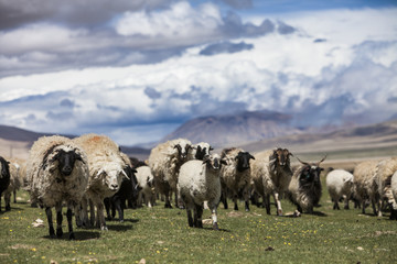 Fototapeta premium Flock of sheep grazing