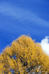 Fototapeta na wymiar Treetop and blue sky