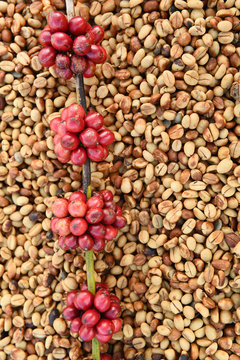 Coffee beans ripening on dried berries coffee beans backgourng