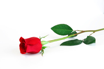 single red rose on white background