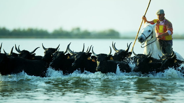 Camargue bull animal wildlife running water cowboy 