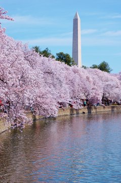 Cherry Blossoms In Washington, DC