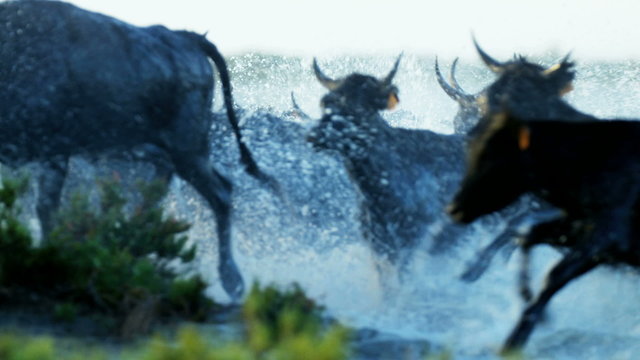 France cowboy Camargue bull animal wild black horse water 