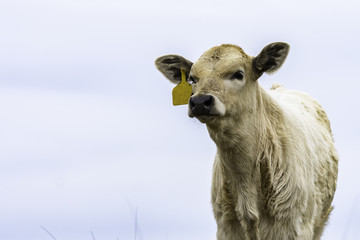 Horizontal with Blond Calf to the right