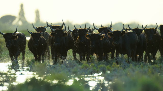 Bull black running water Camargue animal freedom energy