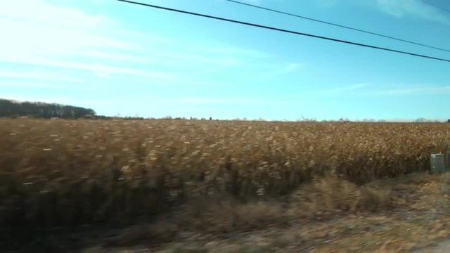 Driving plate: passing a field of corn (maize) on the right hand side (driver side) of vehicle.  11mm lens, wide with lens flare.  Stabilized clip, originally recorded in 4K, UHD.