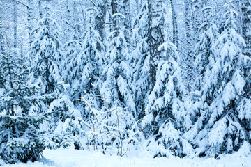 Fototapeta na wymiar Snow-covered fir forest in blue
