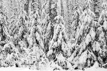 Fototapeta na wymiar Snow-covered fir trees in the forest in black and white