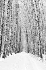  Birch alley in winter in black and white