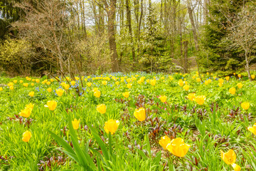 Obraz premium Yellow flowers