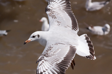 Beautiful bird, Brown headed Gull ,Seagull on flying profile. Bangpu Samuthprakharn,Thailand