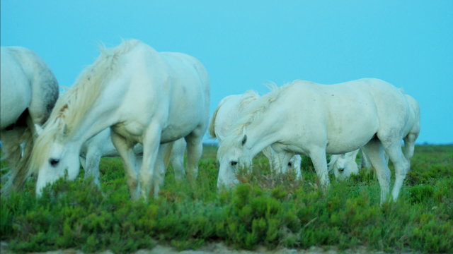 France Camargue horse white Stallion Gelding vegetation
