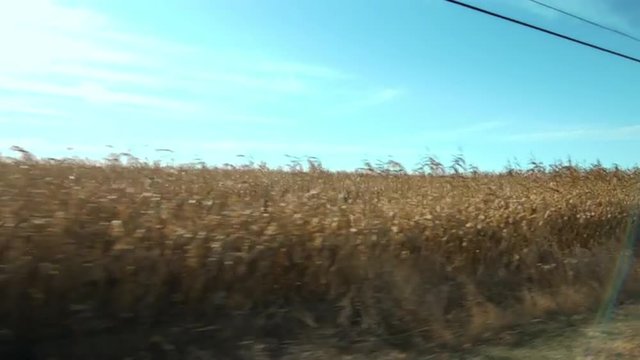Driving plate: passing a field of corn (maize) on the right hand side (driver side) of vehicle. 11mm lens, wide with lens flare.  Stabilized clip, originally recorded in 4K, UHD.