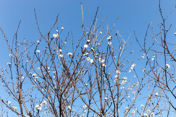 Obraz premium Pink blossom sukura flowers on a spring day in Japan., Beautiful