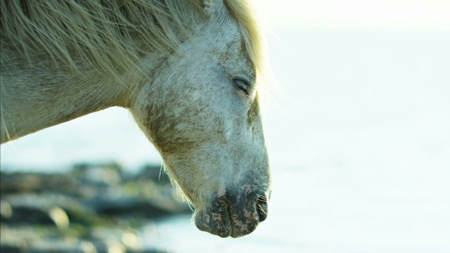 France Camargue animal horses wild freedom white livestock