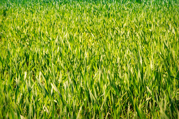 view of boundless green wheat field