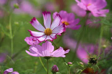 コスモス