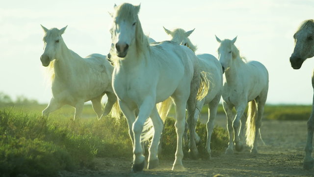 Camargue animal horse energy wild power livestock vegetation