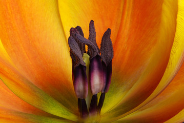 Center of the orange tulip
