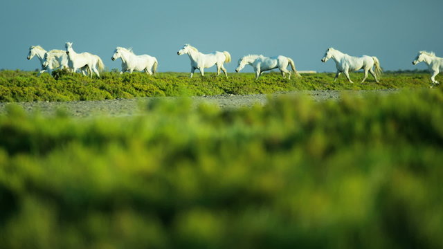 France Camargue animal horses cowboy vegetation marshland