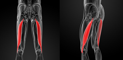 medical illustration of the biceps femoris