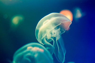 Fototapeta premium medusa sea diving