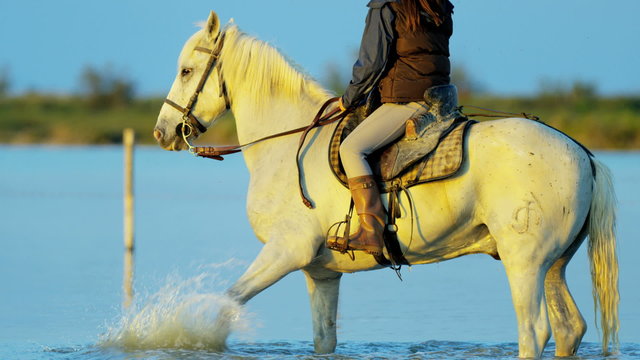 Cowboy female Camargue bull animal wild horse rider water 