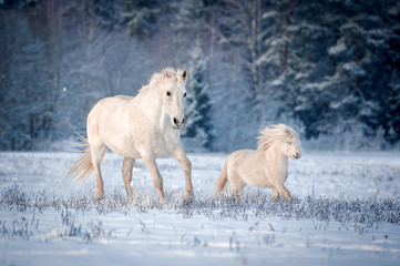 Two white horses running on the field in winter