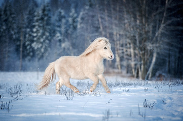 White shetland pony running on the field in winter