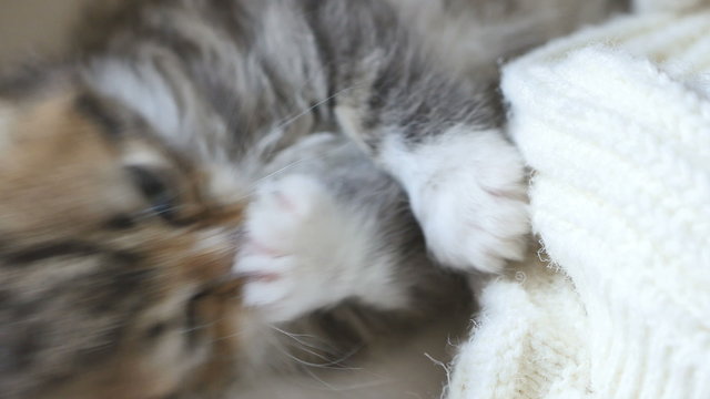 4K : Close up of cute little tabby kitten is cleaning herself