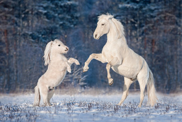 Beautiful white andalusian stallion playing with little shetland pony in winter - obrazy, fototapety, plakaty