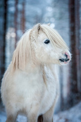 Obraz premium Portrait of white shetland pony in winter