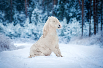 White shetland pony sitting in the winter forest