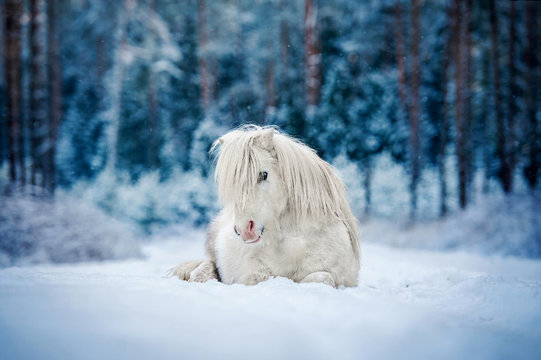 White shetland pony lying on the snow in the winter forest