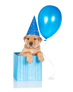 Birthday Puppy With Party Hat And Balloon Sitting In A Gift Box