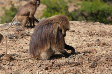 African baboon