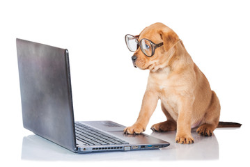 Funny puppy with glasses in front of a laptop © Rita Kochmarjova