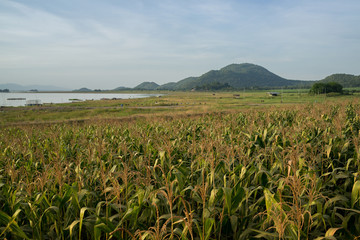 Corn farm near the lake in the rural area of Thailand