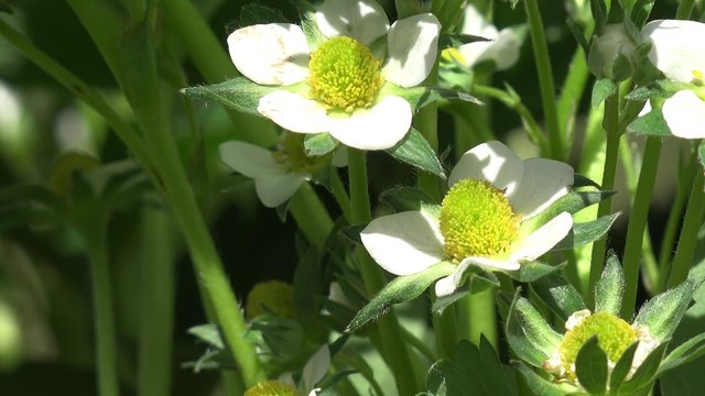 Bl&uuml;hende Erdbeere 