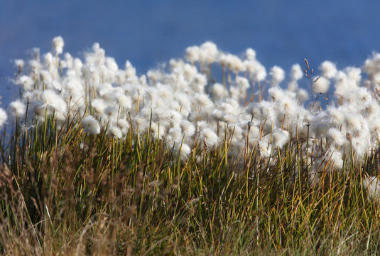 Beautiful white flowers od cottongrass