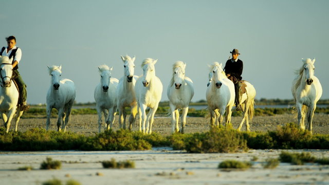 Cowboy France Camargue animal horses running freedom