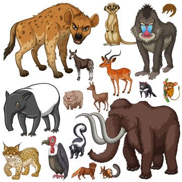 Different kind of wild animals