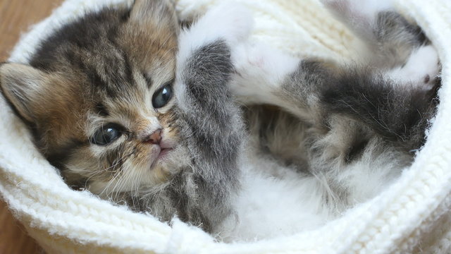 4K : Close up of cute little tabby kitten is laying in wool hat
