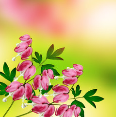 pink bleeding heart flower