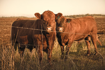Heard of cows in a paddock during the day in Queensland