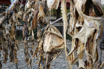 Stockfisch in Island